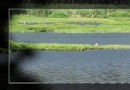 白各莊濕地公園映像（1）----青翠河灘