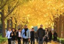 【秋天的寺院】雍和宮·銀杏大道·秋日光影 （原創組圖）