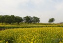 【北京】京城千畝油菜花開似江南