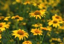 【北京】京郊四季花海秋花絢爛醉煞人