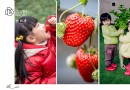 【逛北京】又到一年草莓季