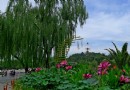 【夏日北京】（二十二）北海公園荷花節 -- 荷花映白塔，盡顯皇家風范