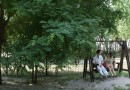 游朝陽公園寵物樂園