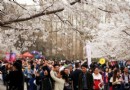 北京玉淵潭公園櫻花節：千株櫻花綻放