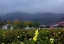【北京】京郊珍珠泉 鮮花盛開的村莊