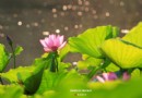 【實拍】北京紫竹院公園：雨後鮮荷晶瑩剔透