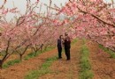 【北京】平谷桃花節桃花如海醉煞人