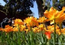 郁金香綻放！中山公園郁金香節實拍
