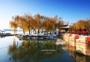 【實拍】頤和園醉美晚秋：雪後東堤金色的垂