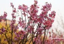 【實拍】北京玉淵潭公園2016年櫻花節：滿園