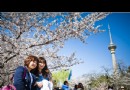 玉淵潭櫻花進入最佳觀賞期【24圖】