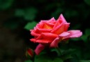 陰晴交替看市花——馬年拍月季之一