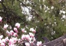 【實拍】京城名花二喬玉蘭人氣不敵佛緣