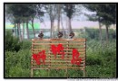 將府公園拍野禽（三）——鴨和雞