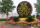 國慶看植物園菊展（下）——原創作品