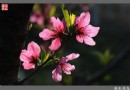 【原創攝影】丁香花開