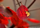 北京房山坡峰嶺看紅葉