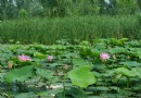 北京：夏日  奧林匹克森林公園賞花