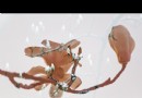 長安街紅牆玉蘭【20圖】