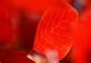 【瘋狂游記2】紅葉嶺的紅葉紅了