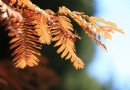 尋覓京郊深秋的痕跡（四）——奧林匹克森林公園北園之紅杉