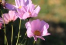 尋覓京郊深秋的痕跡（三）——奧林匹克森林公園北園之波斯菊