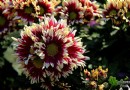 【北京】園博園金秋彩菊競芬芳