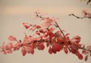 尋覓京郊深秋的痕跡（十三）——昌平仙人洞村外之紅葉小檗