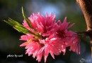 【春天來了】團結湖拍花花