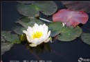 迎接夏天——拍2011年第一朵睡蓮
