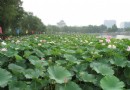 出淤泥而不染——蓮花池公園荷花節