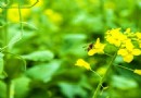 坳頭村油菜花基地