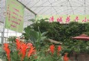 花卉小鎮