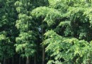 仙人掌大峽谷