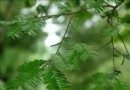 南方紅豆杉森林公園