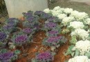 客林愛麗絲莊園