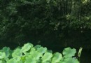 公坑禾雀花