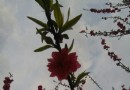 梧桐山公園