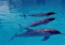 天涯熱帶海洋動物園