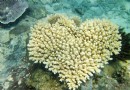 石梅灣加井島