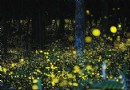 螢火蟲主題公園