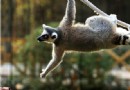 海滄野生動物園
