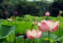 鴻山公園