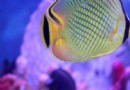 石獅海洋世界
