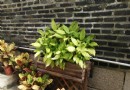華僑新村