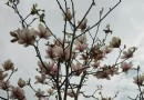 坪盤村油菜花
