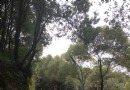 永安蝴蝶山公園