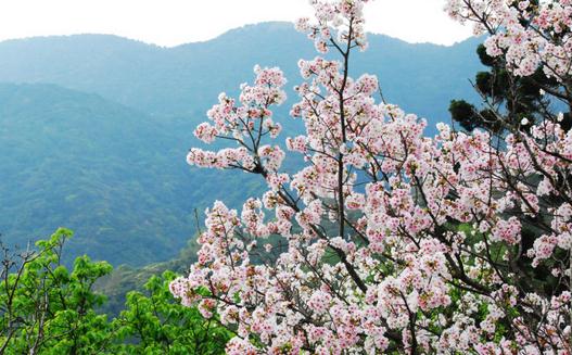 三月去台灣旅游最好的地方