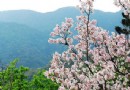三月去台灣旅游最好的地方