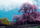 春游林芝賞桃花：沉醉在花的海洋